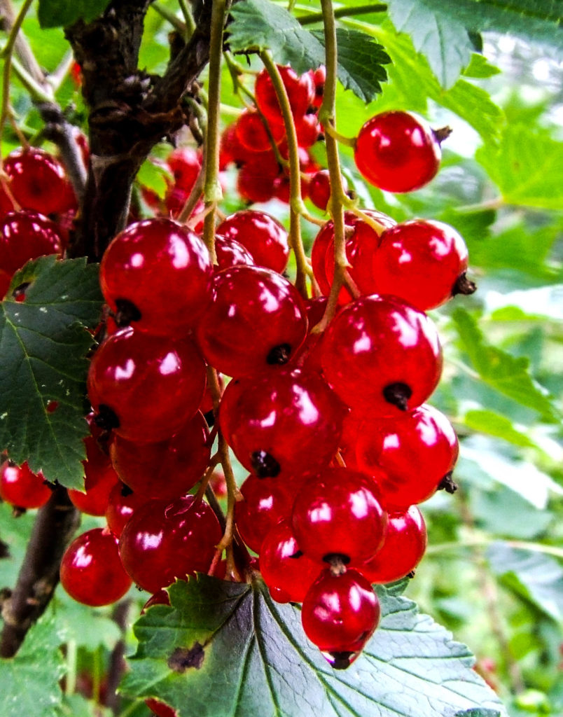 red-currants-what-is-social-model-of-health